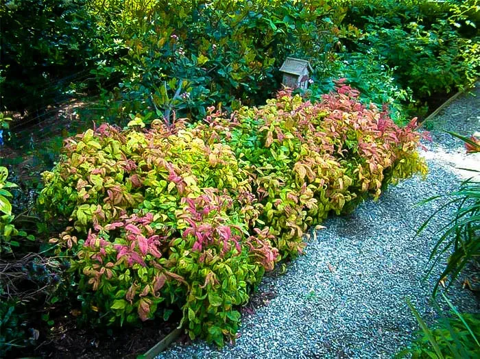 Dwarf Nandina (Nandina domestica 'Compacta')