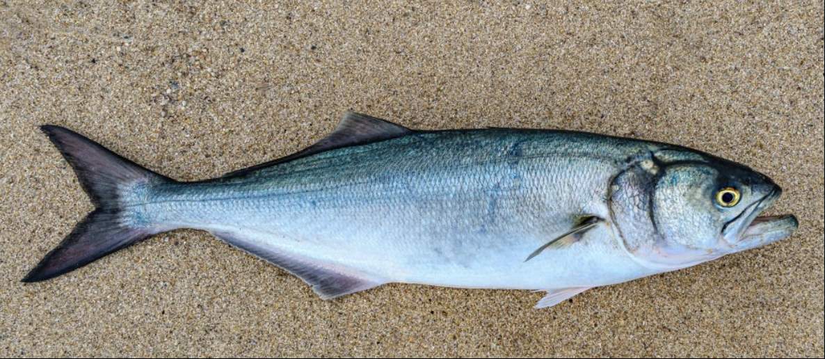 Florida Saltwater Fish - Buefish Saltwater Fish