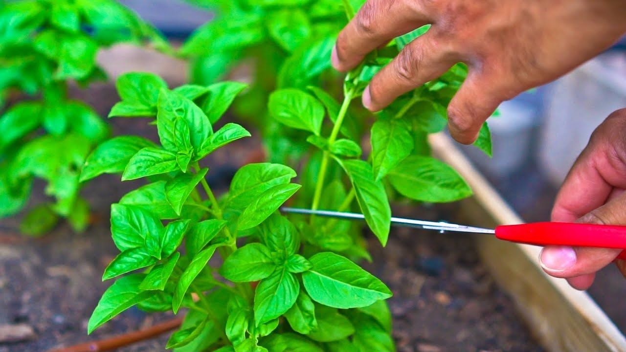 Prune basil regularly