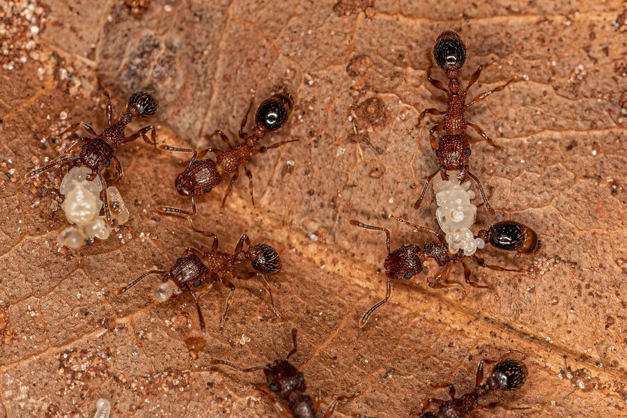 Pavement ants in Wisconsin
