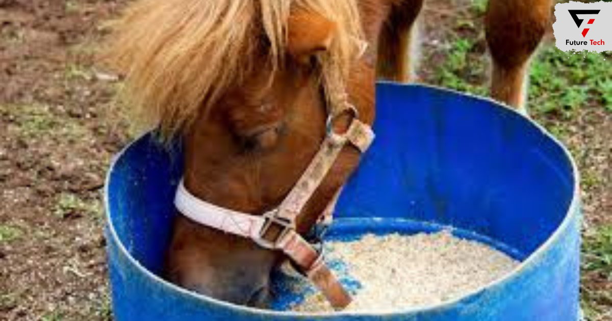 How many oats do you feed to a horse each day?