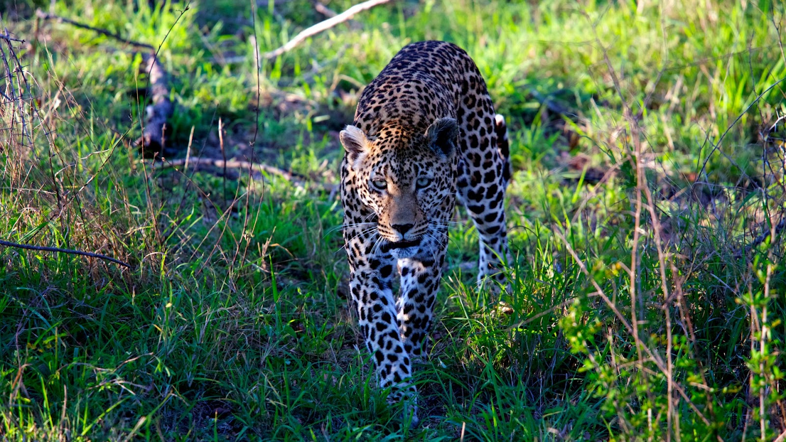 leopard in chobe national park