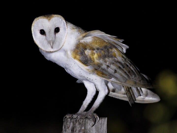 Barn Owl Adult