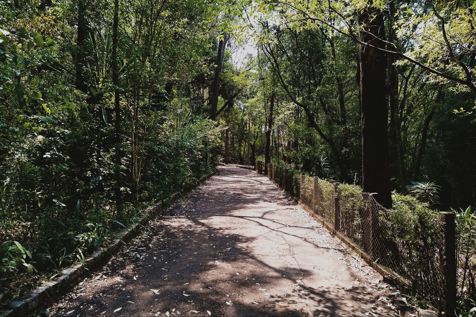 Trilha pavimentada do Parque Ecológico de são Carlos, cercada por diversas árvores de diferentes espécies.