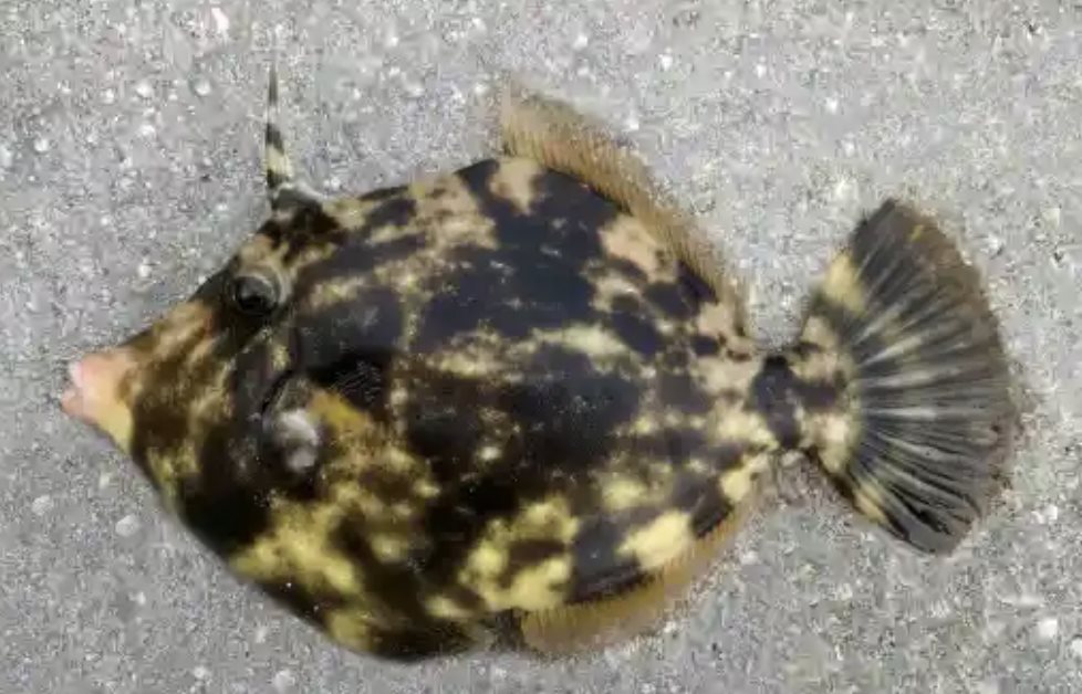 Florida Saltwater Fish - Filefish Saltwater Fish