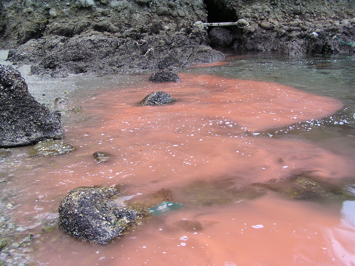 Algal bloom, which looks like dull pink water, as seen in a natural area with shallow water that is surrounded by rocks.