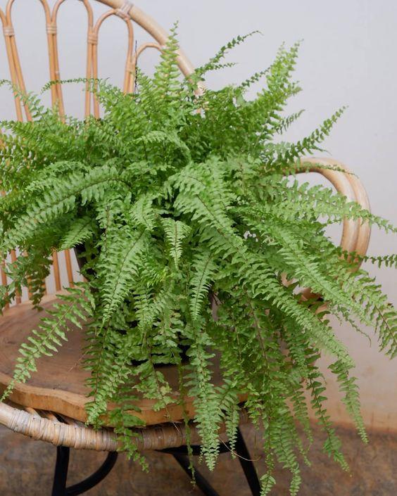 Boston Fern