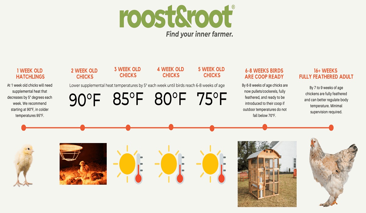 what temperature is suitable for chicks to go outside