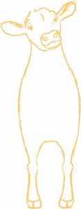 an outline of a cow graphic in yellow