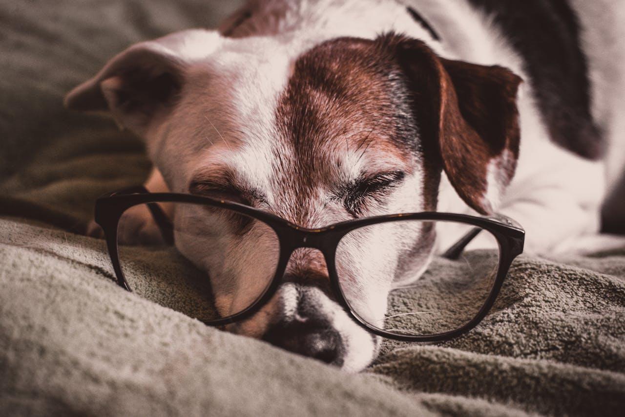 A dog sleeping with black eyeglasses