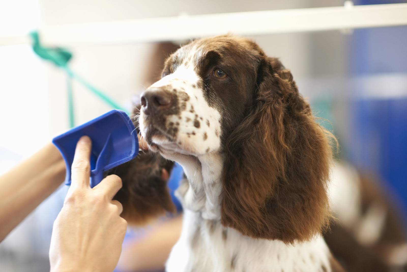 Puppy grooming services