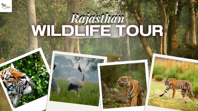 Rajasthan Wildlife Tour: Experience the Rich Wildlife of Rajasthan