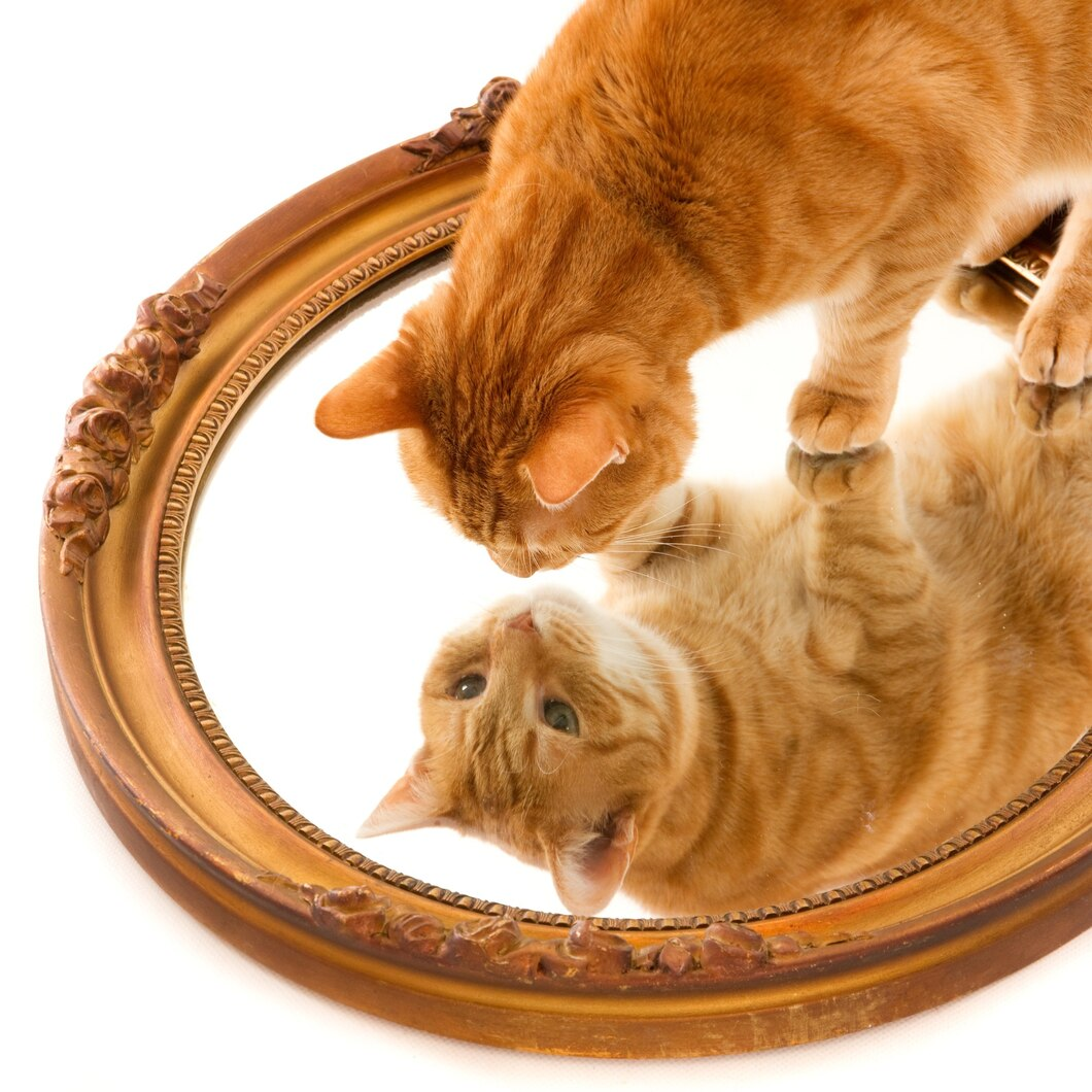 Cat looking at her reflection in the mirror.