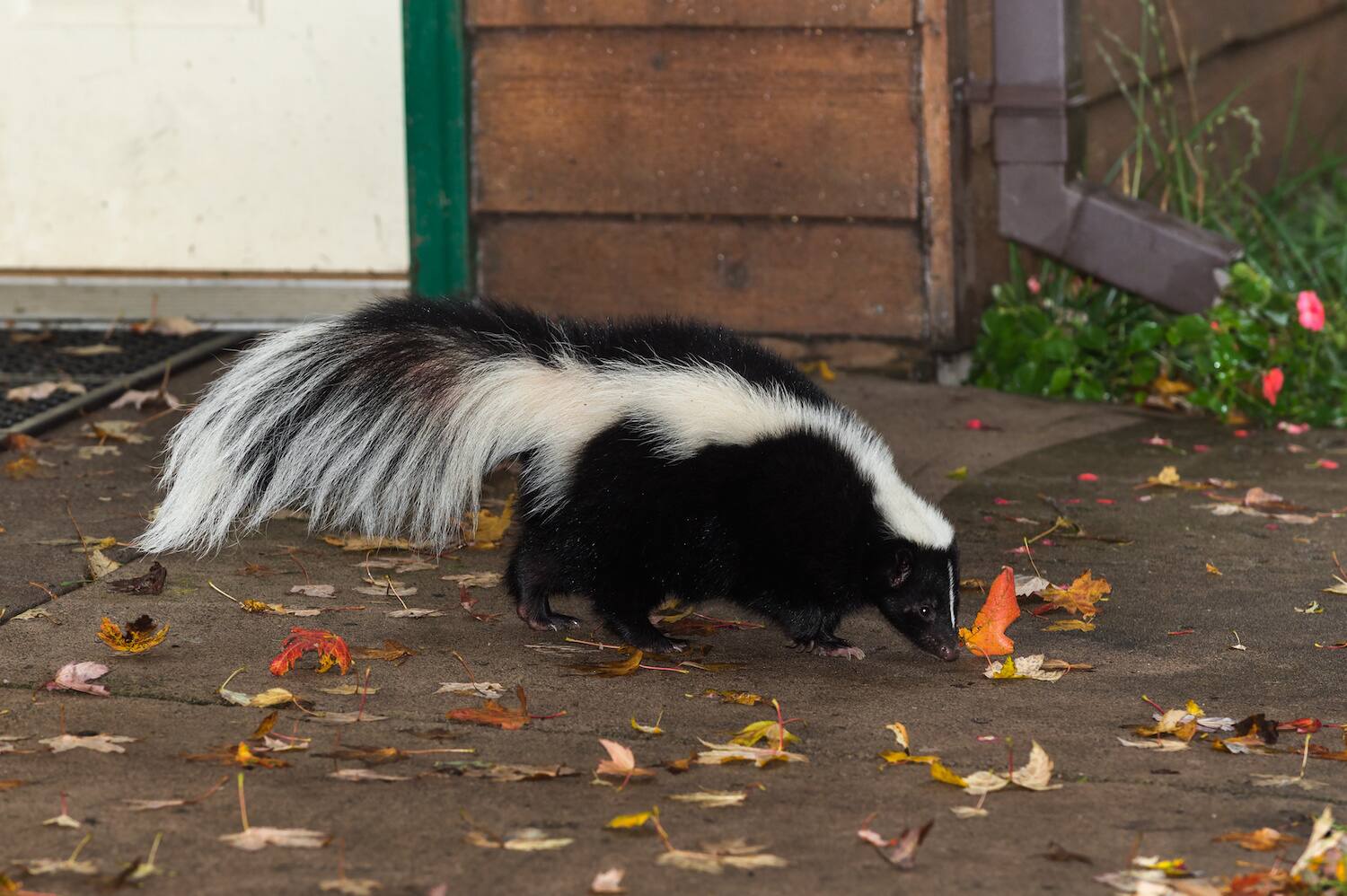 How To Get Rid Of Skunks From Under Your House