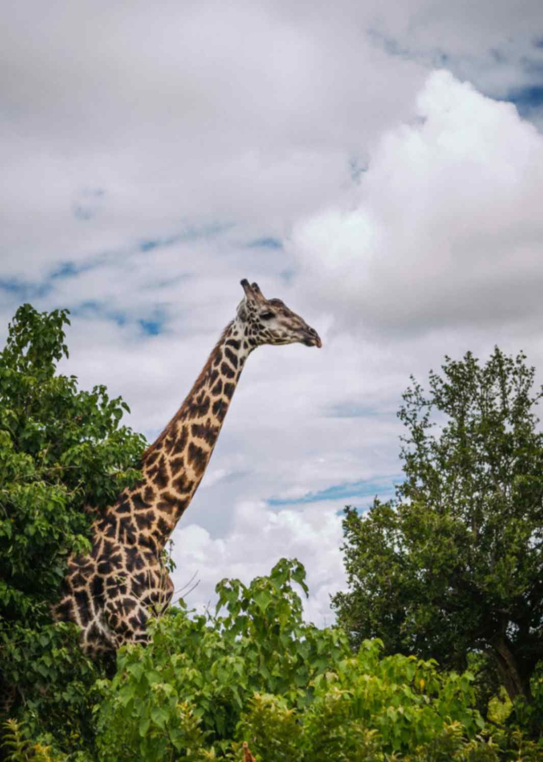 Giraffes are often spotted behind trees, the only animal that appears more frequently at chobe national park