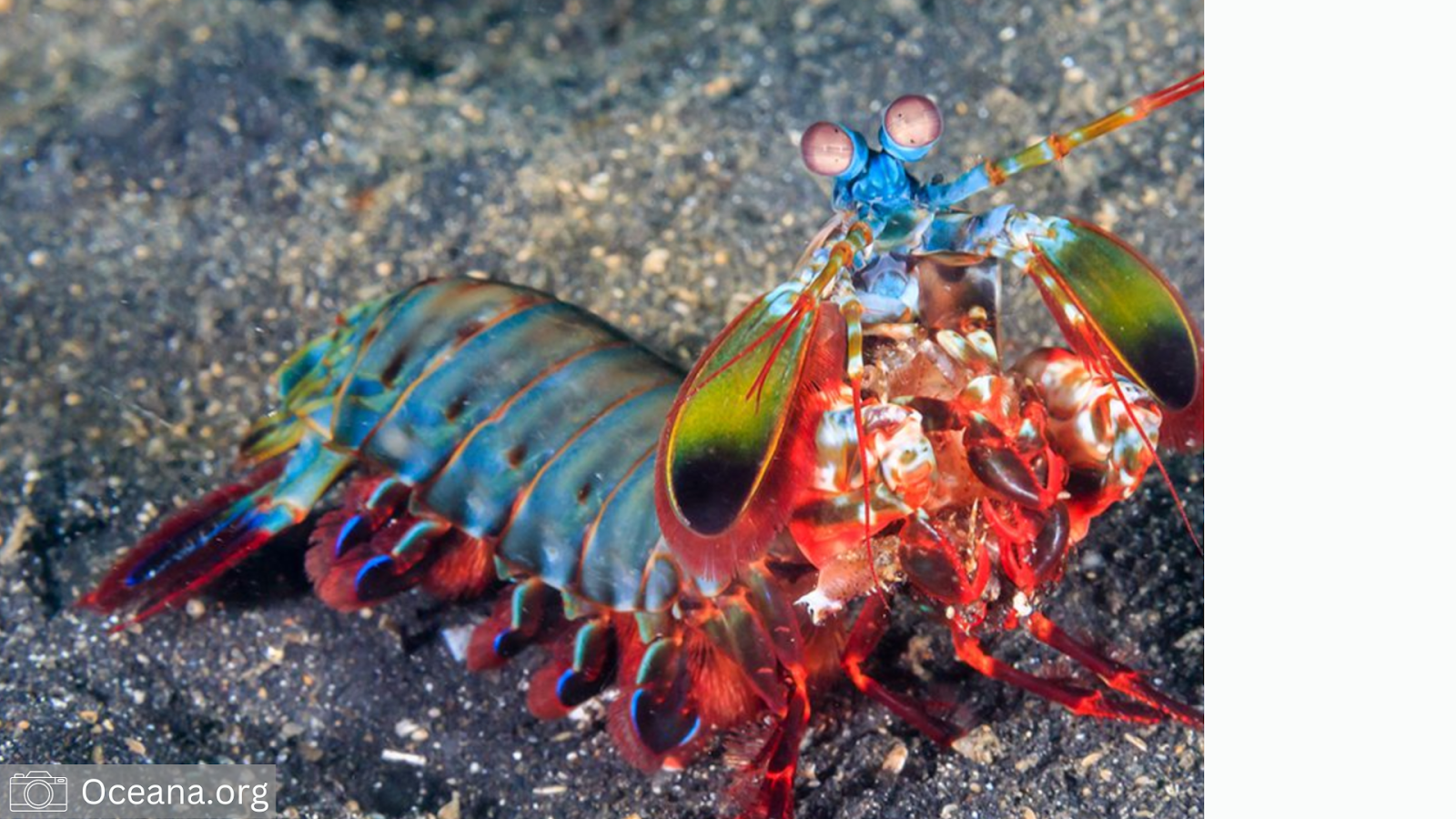 A colorful shrimp on the ground

Description automatically generated