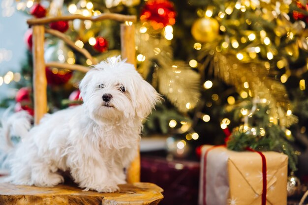 A cute dog near a Christmas tree.