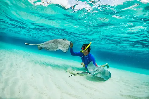 Male snorkeler petting stingray fishes in shallow turquoise water.