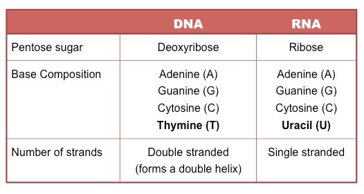 DNA vs RNA