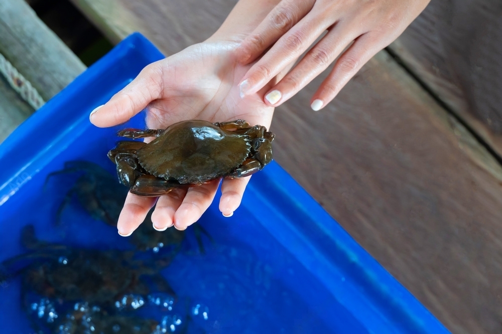 Release soft-shell crabs back into the water