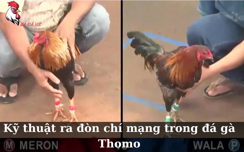 Kỹ thuật ra đòn chí mạng trong đá gà Thomo