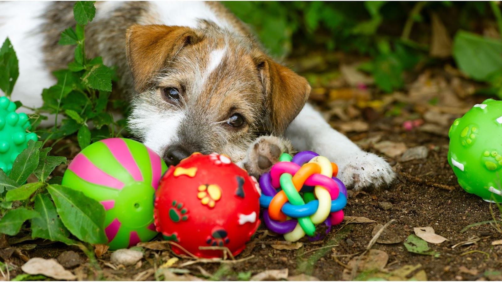 Dog Puzzle Toys