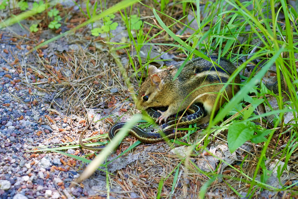 Do Chipmunks Eat Garter Snakes