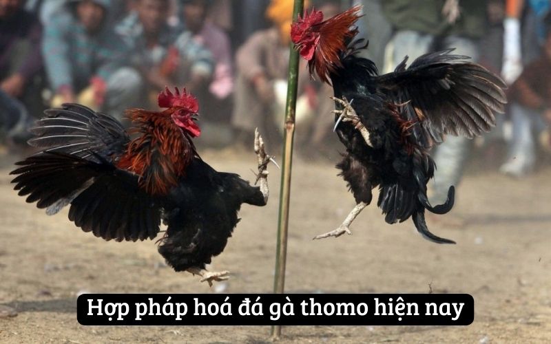 Hợp pháp hoá đá gà thomo hiện nay