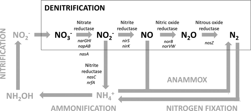 Denitrification