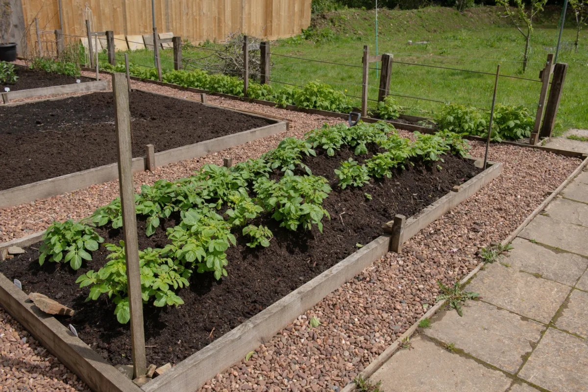 In raised beds