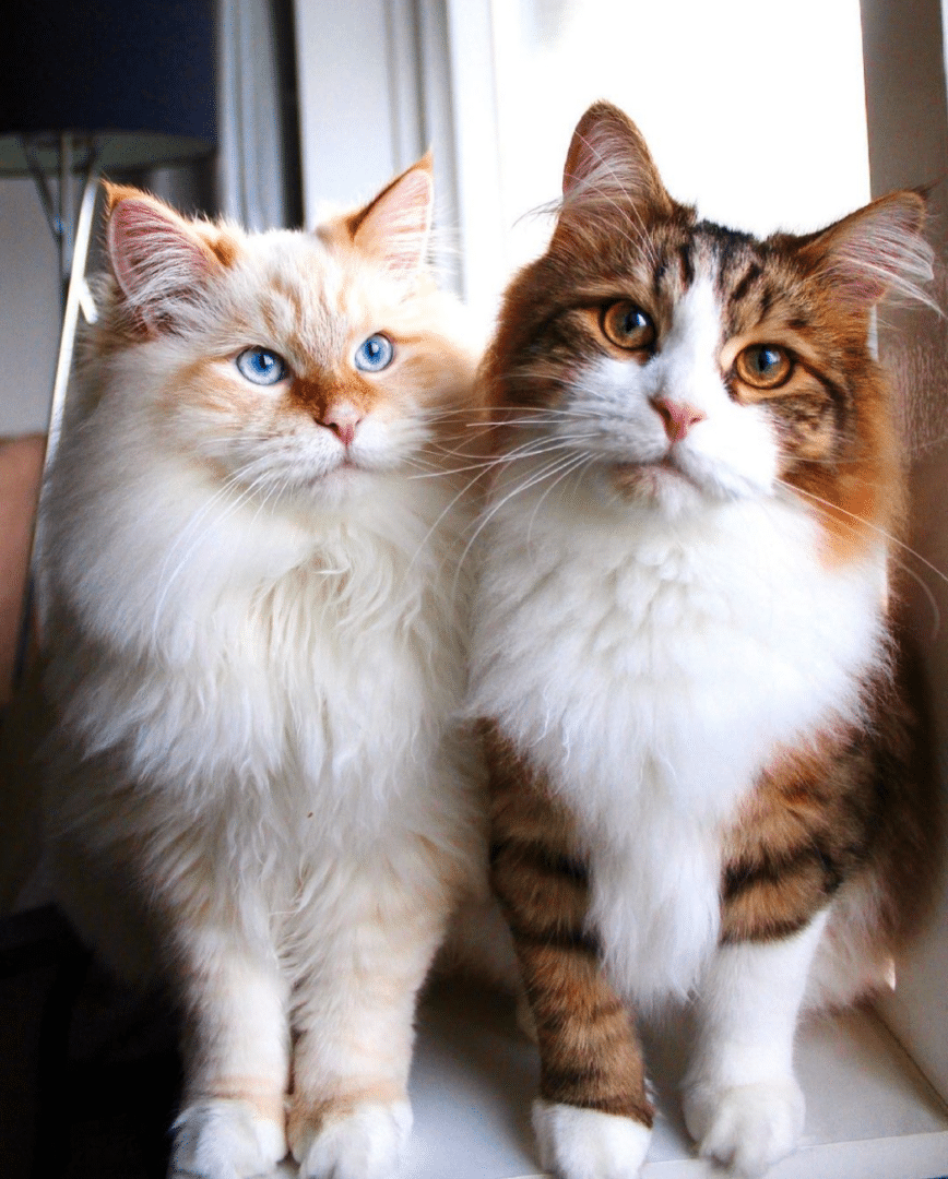 the fluffy siberians