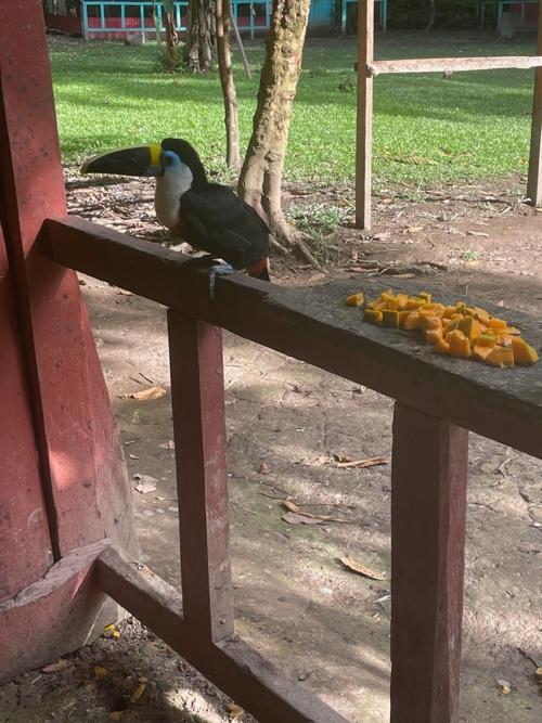 A bird on a railing

Description automatically generated