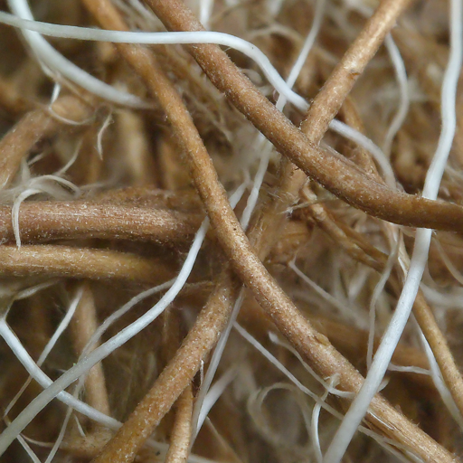 A Force of Nature: How Field Bindweed Spreads