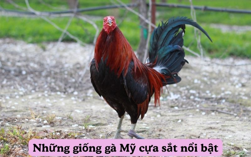 Những giống gà Mỹ cựa sắt nổi bật