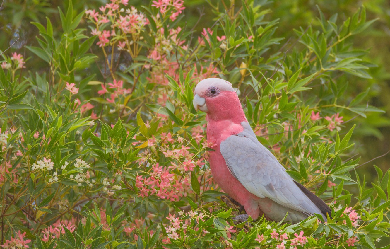 Pink Parrots For Sale