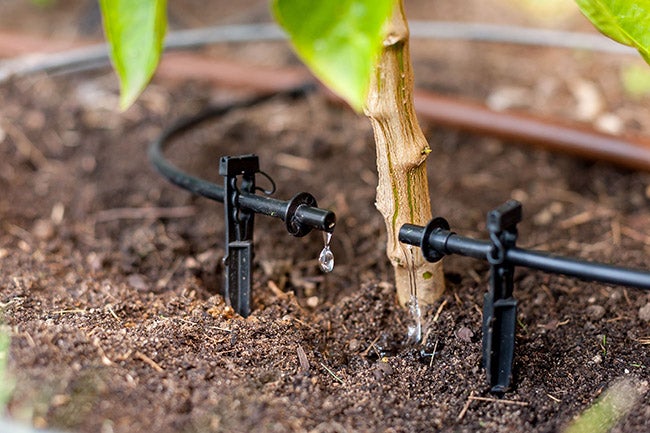 Image of a drip irrigation system being used to distribute water.