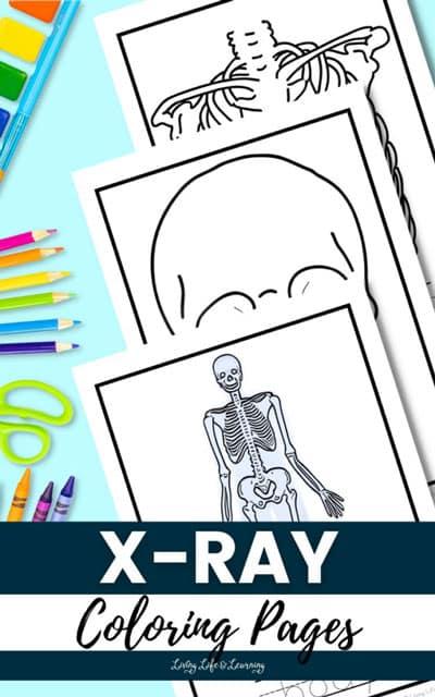 Free x-ray coloring pages