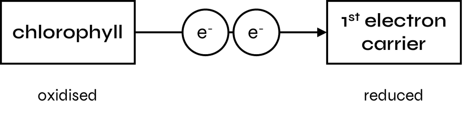 light dependent reaction photosynthesis - image 7 - photoionizsation of chlorophyll stage