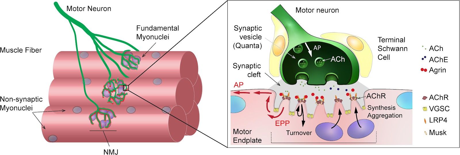 Frontiers | The TOR Pathway at the Neuromuscular Junction: More Than a  Metabolic Player?