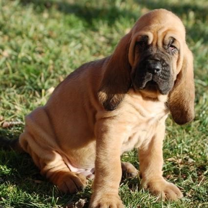 bloodhound