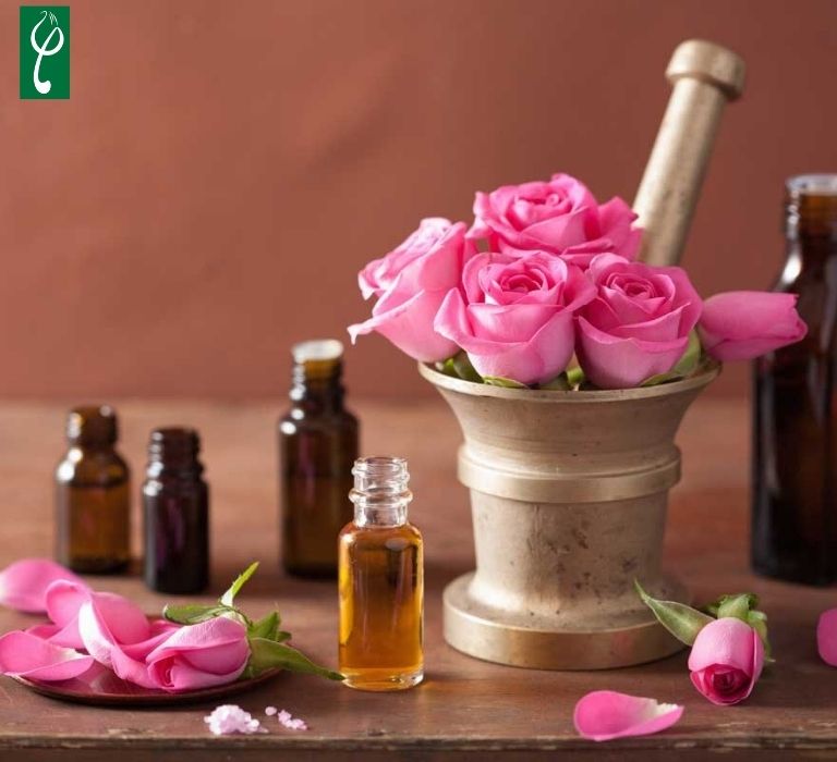 Chiết xuất hoa hồng chứa nhiều dưỡng chất hỗ trợ bảo vệ và chăm sóc da