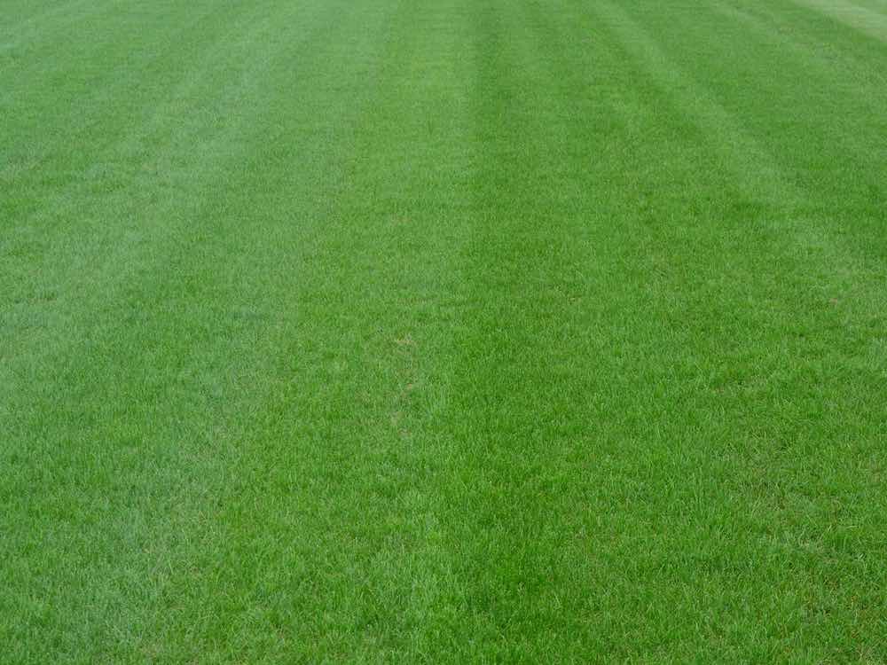 fine fescue