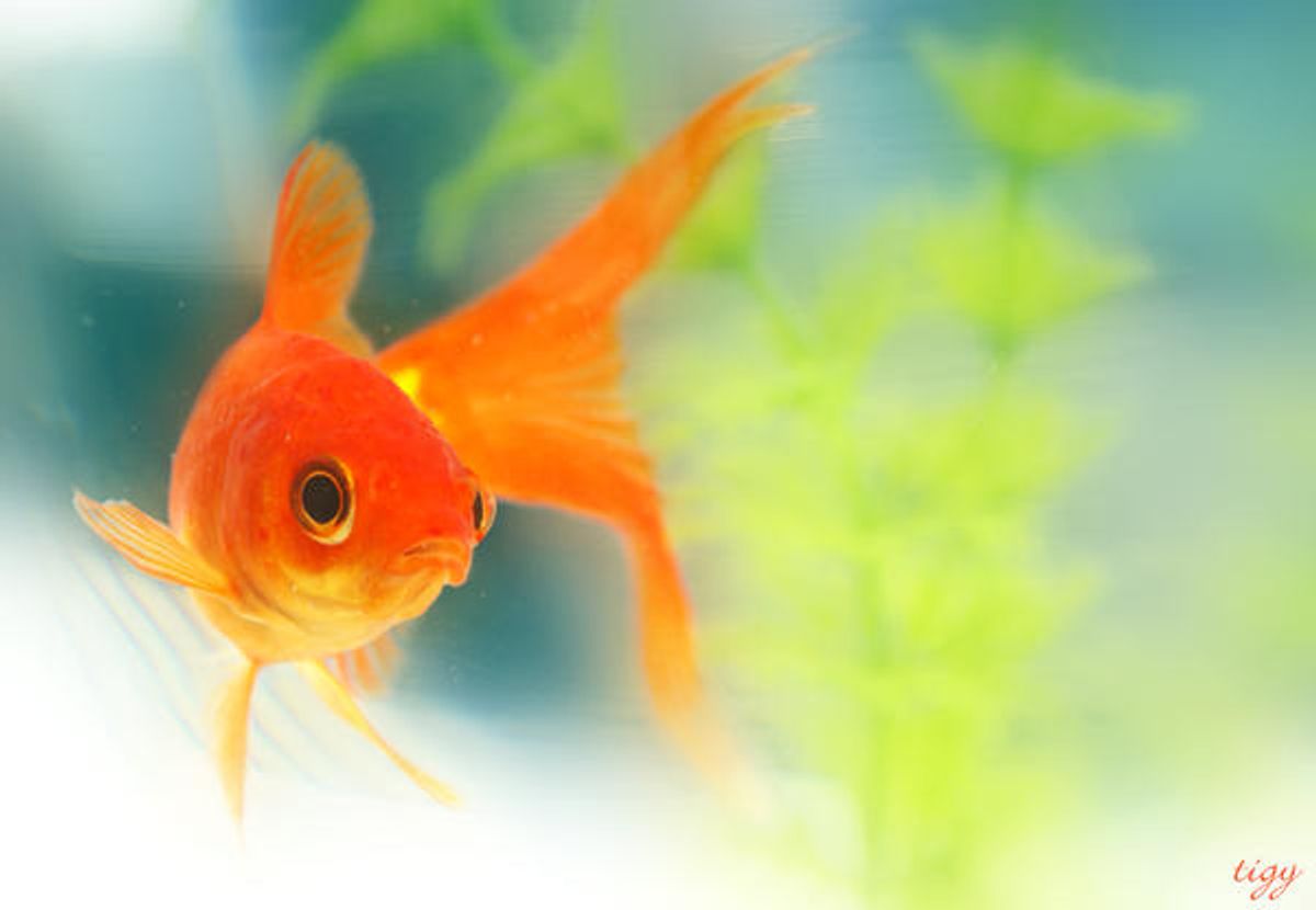 Cultural and Psychological Perspectives on Fish Dreams