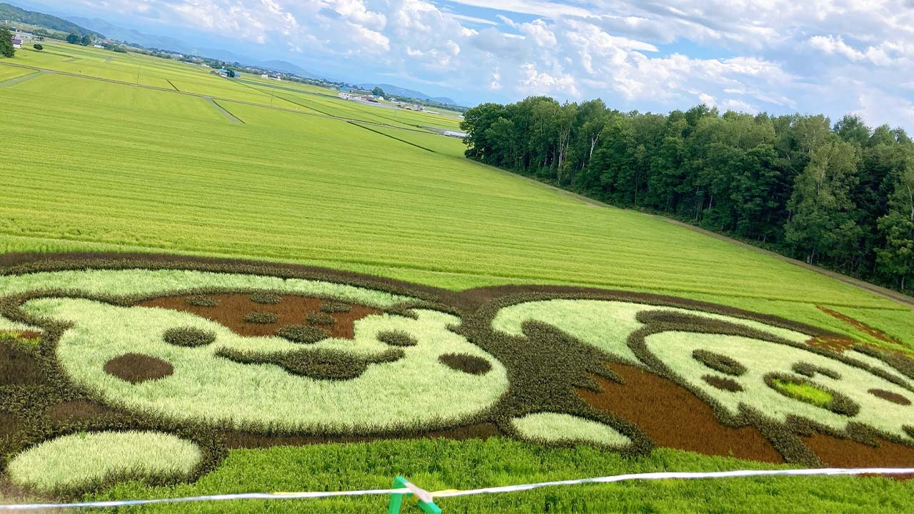 4.水田に浮かぶ巨大な絵「東鷹栖・田んぼアート」