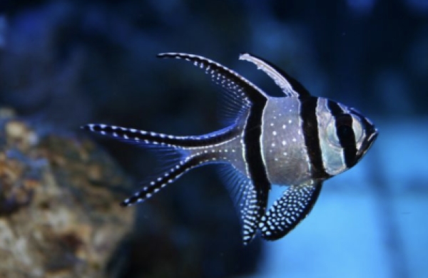 Types of Saltwater Fish - Reef fish - Cardinal Fish