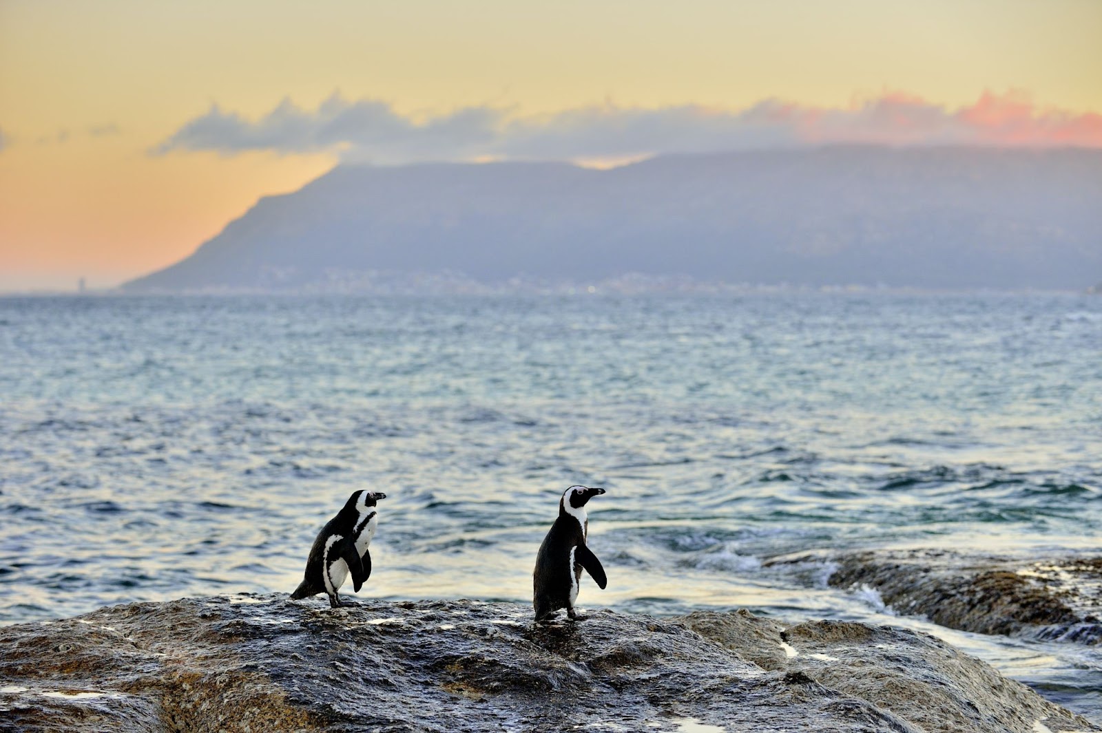 Curiosità sui pinguini