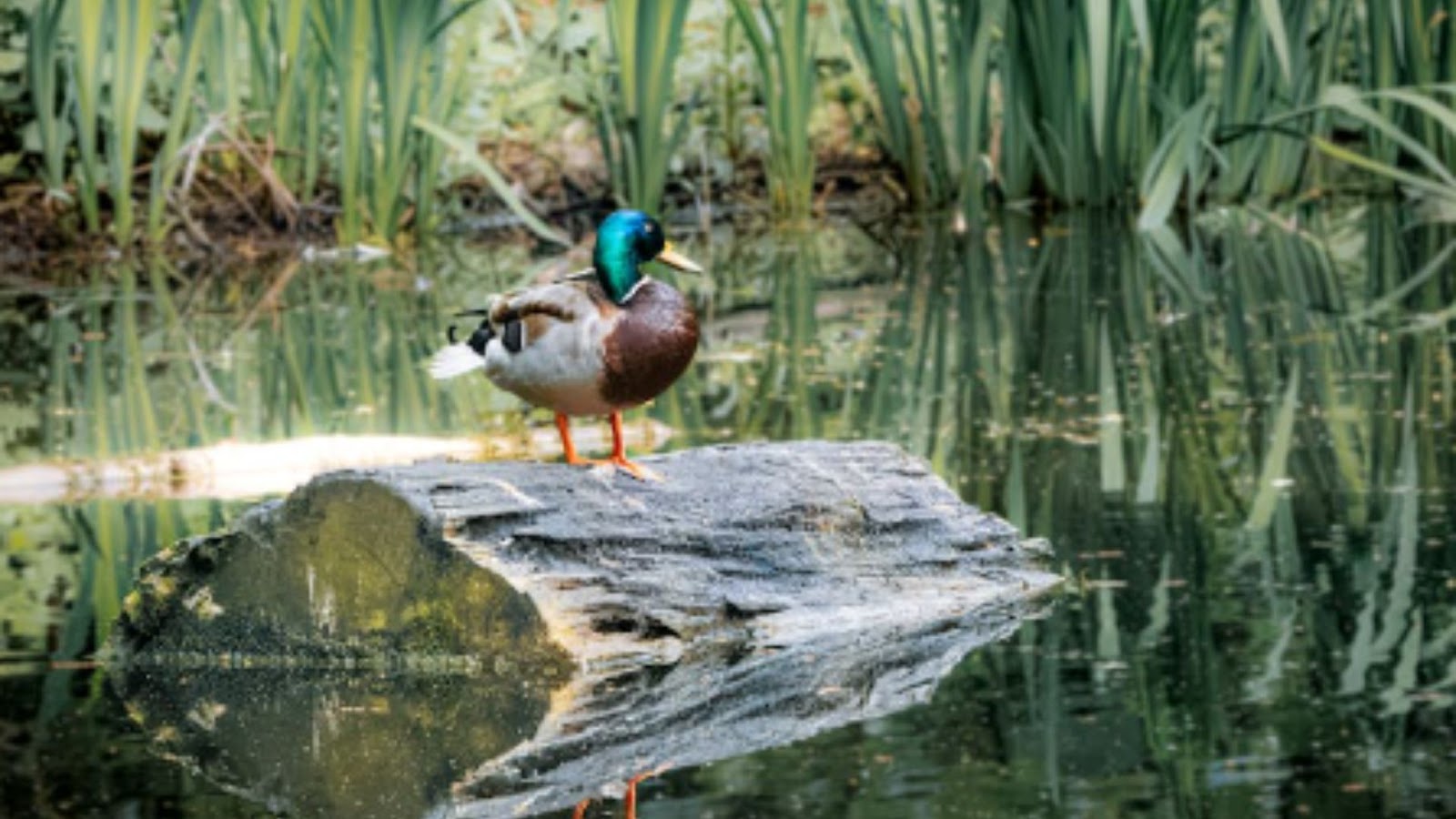 Duck names