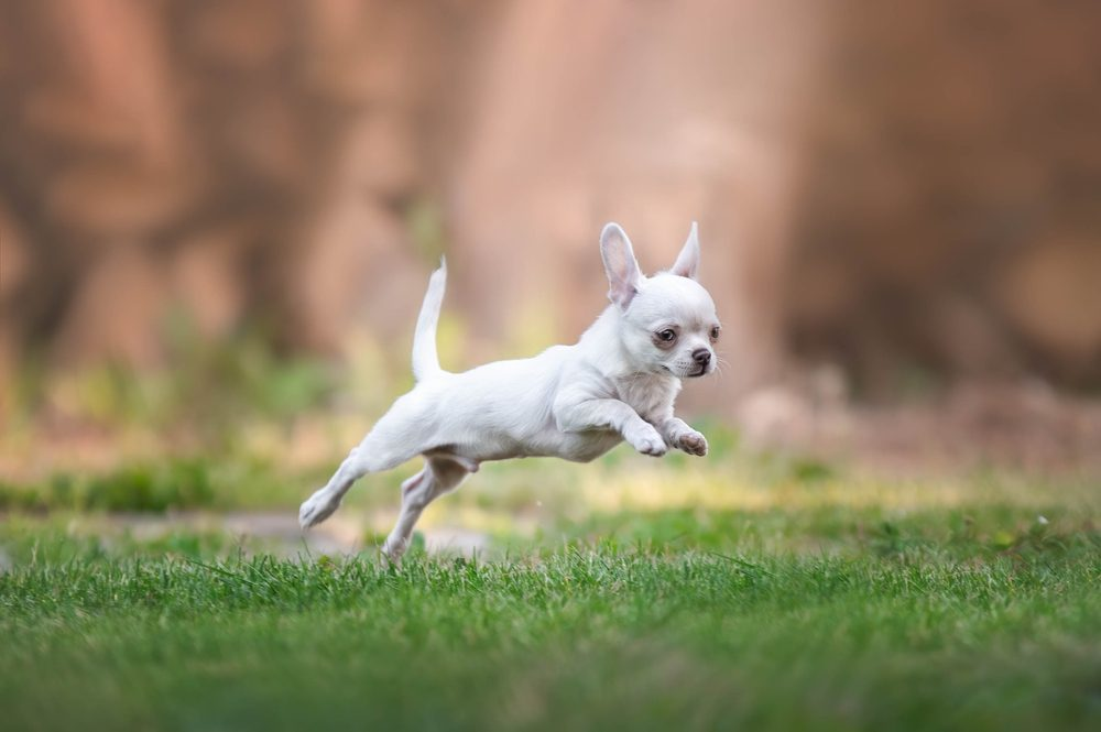 Hairless Chihuahua