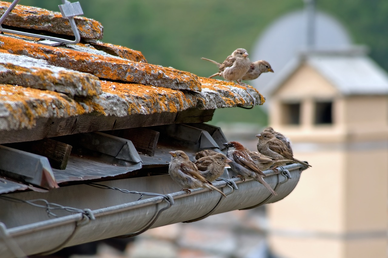 cleaning a roof wildlife