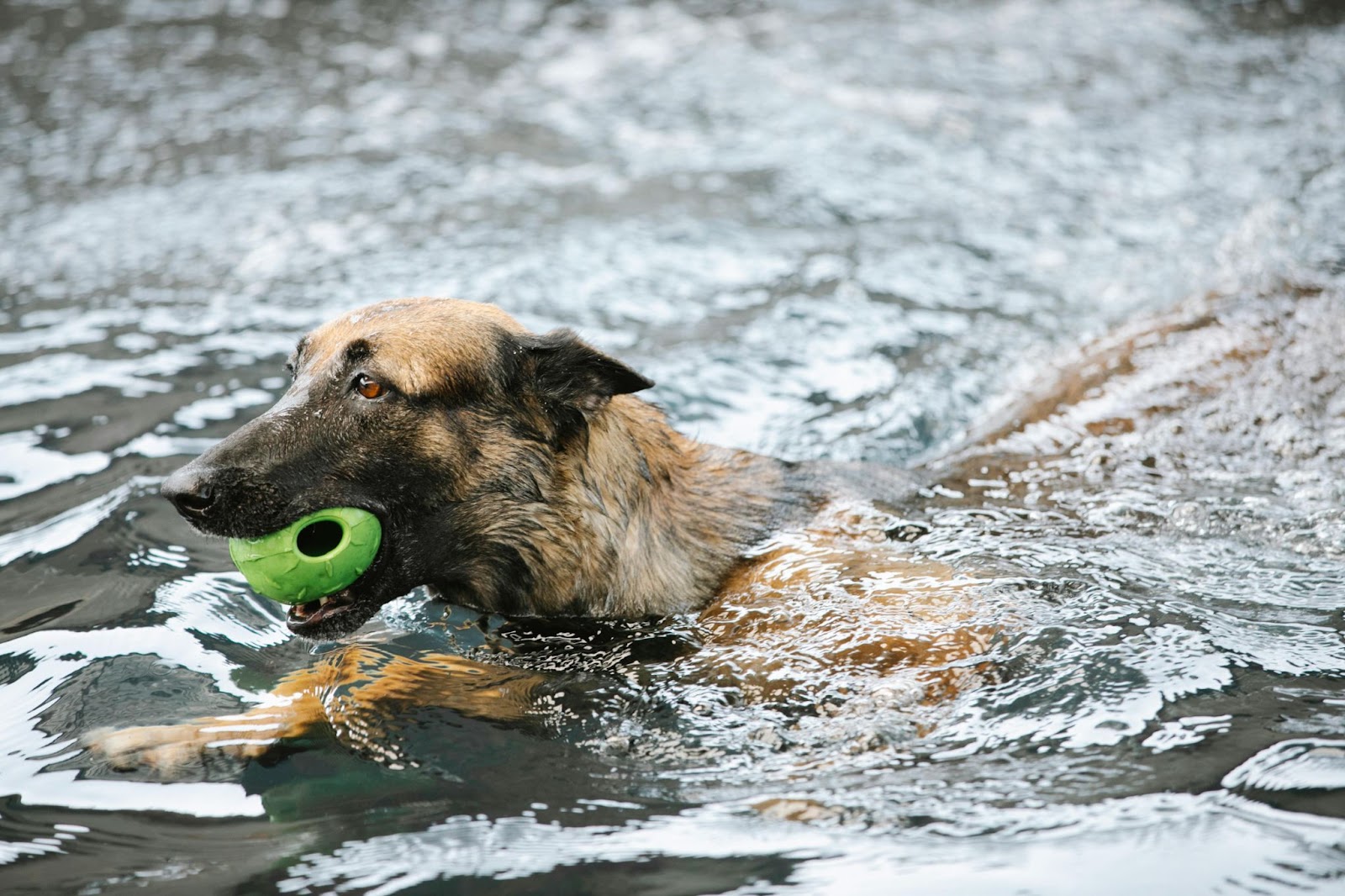 Exploring Different Ways to Keep Your Dog Active and Engaged 2024